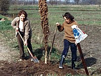 Baumpflanzung 1983