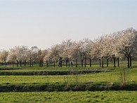 Obstbaumblüte 2010